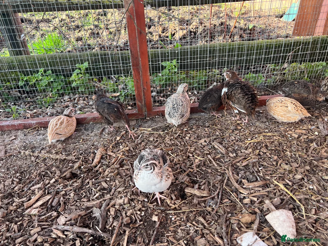 Quail poultry for sale: Mixed sex quails  - Advert 3