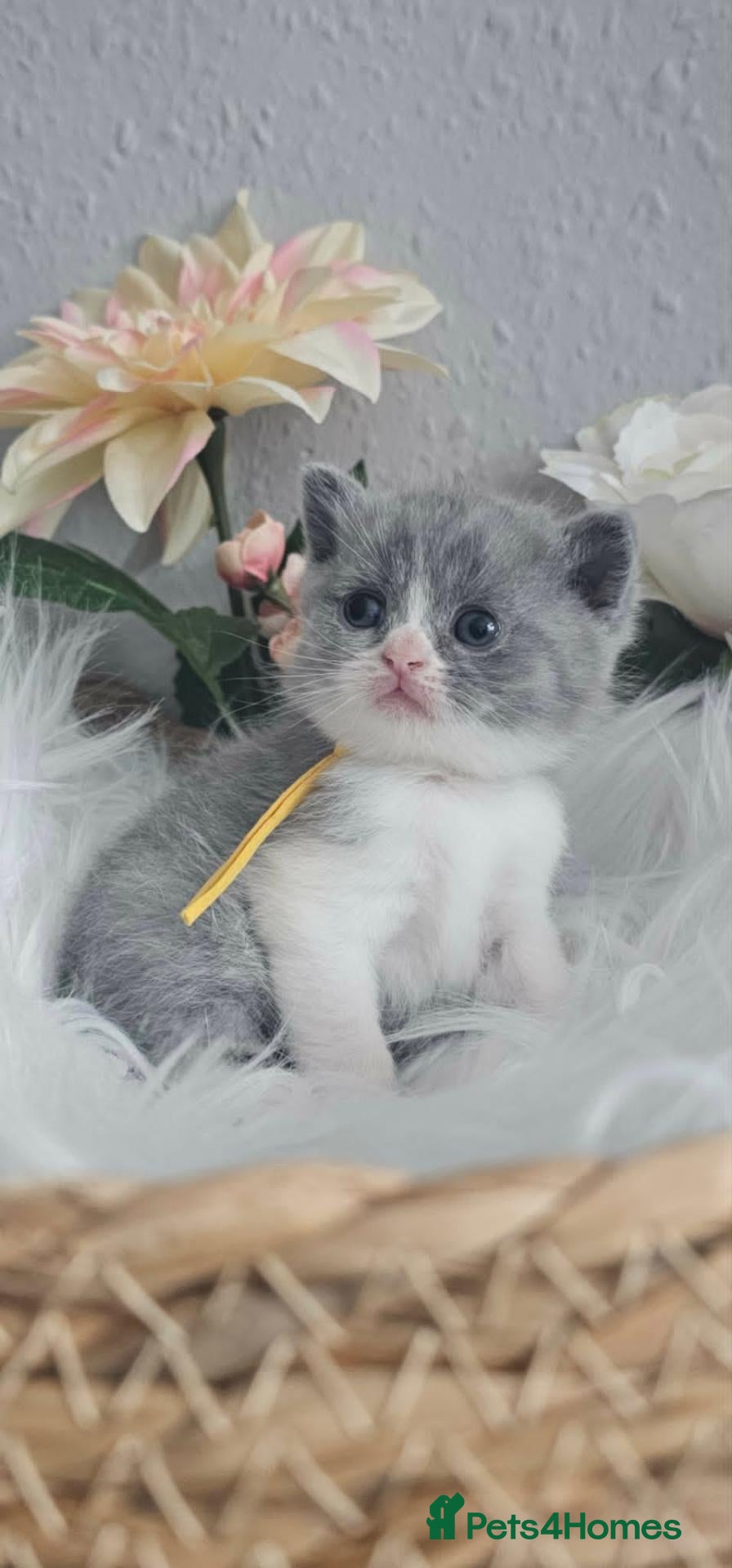 British Shorthair cats GCCF Registered British Shorthair Kittens - Advert 2
