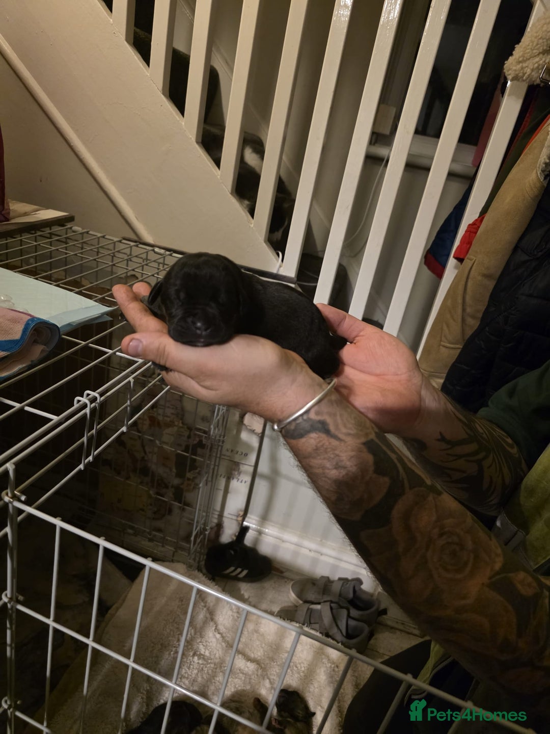Cane Corso dogs for sale: Cane corso pups - Image 10