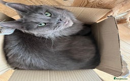 Maine Coon cats for sale: ⭐️Beautiful Maine Coon Kittens⭐️ - Image 25