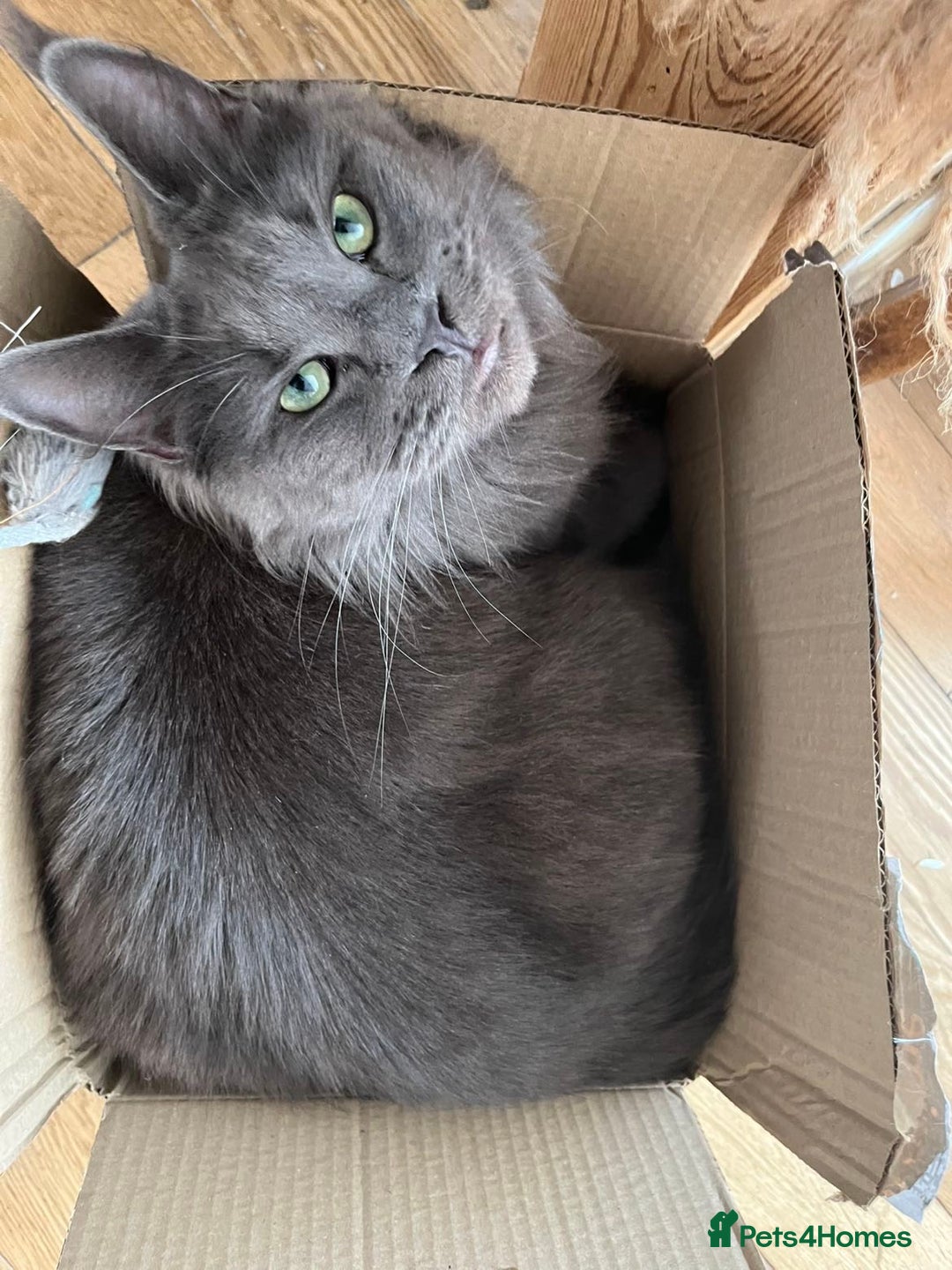 Maine Coon cats for sale: ⭐️Beautiful Maine Coon Kittens⭐️ - Image 25