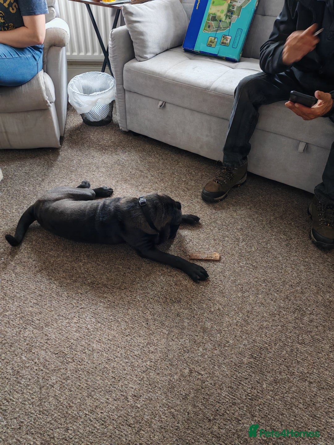 Shar Pei dogs for sale: James, male sharpei, looking for his forever home  - Image 5