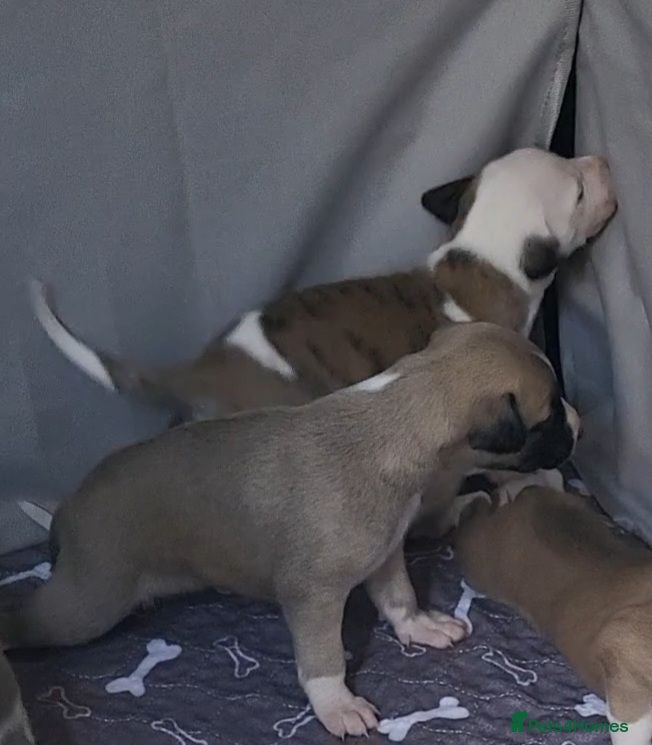 Whippet dogs KC Gorgeous Whippet pups. - Advert 2
