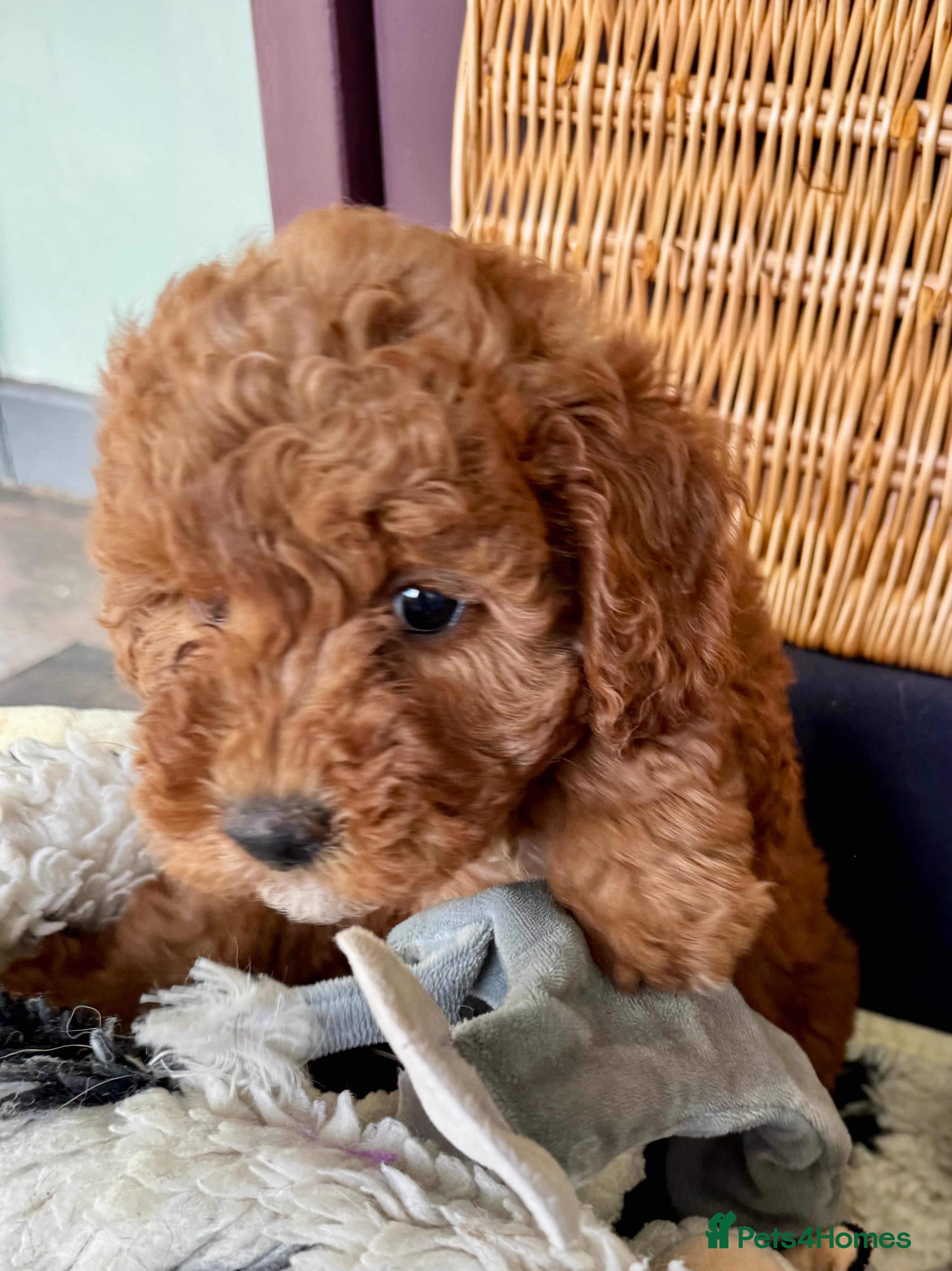 Miniature Poodle dogs Miniature Poodle puppies. Health tested parents!  - Advert 2
