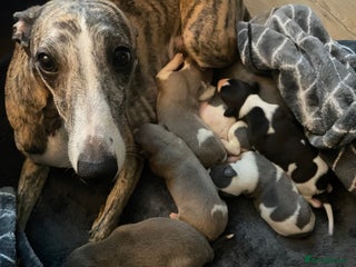 Whippet dogs 8 Gorgeous KC Reg Whippet Puppies - Advert 3