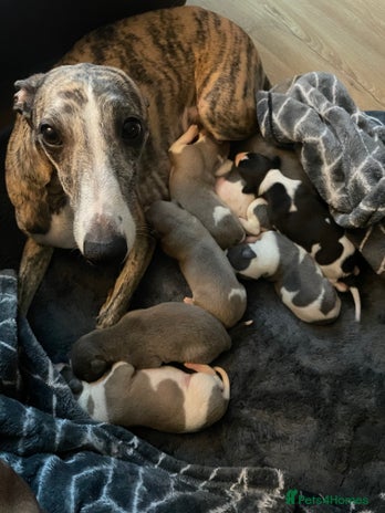 Whippet dogs - Advert 1