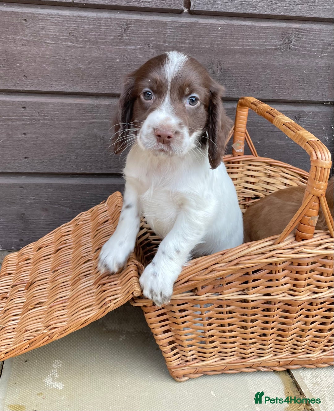 Cocker Spaniel dogs for sale: Cocker spaniel puppies  - Advert 12