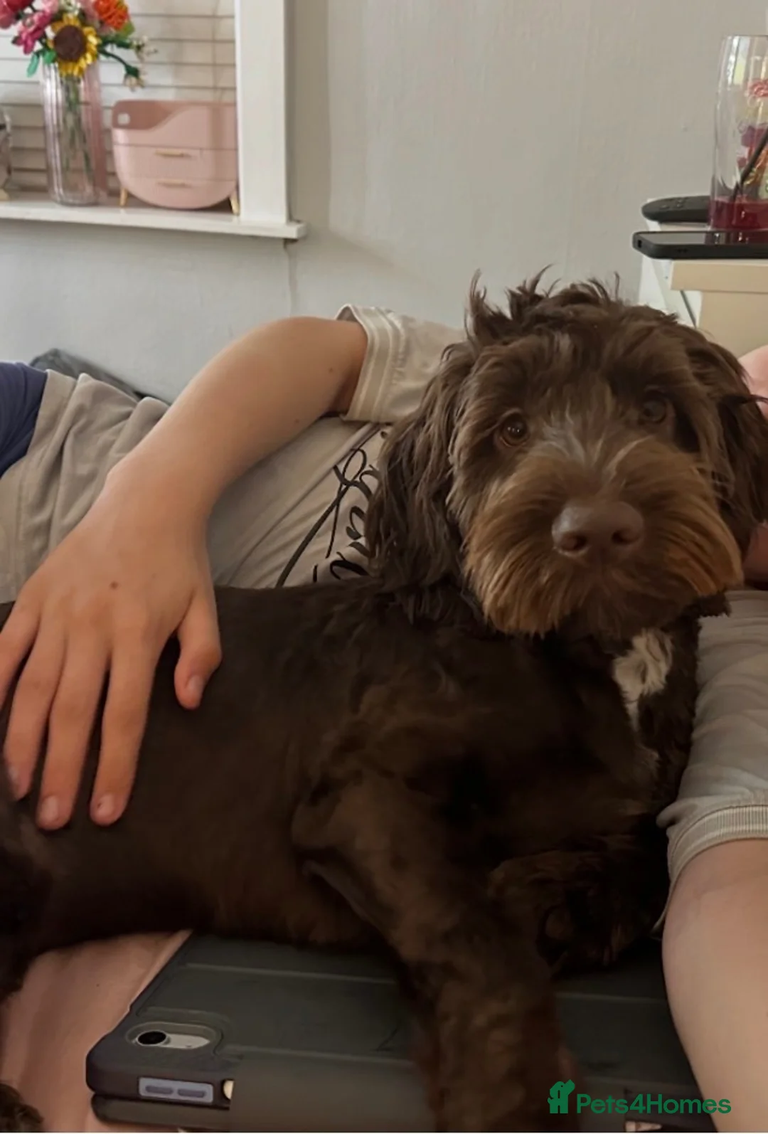Cockapoo dogs for sale: Beautiful chocolate 8 month old cockapoo for sale - Advert 3