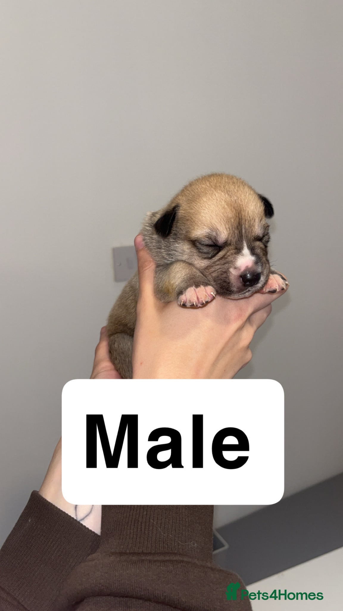 Mixed Breed dogs ✨Husky x American Bulldog Pups – Ready to Reserve✨ - Advert 18