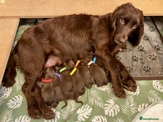 Cocker Spaniel dogs in Bedlington - Advert 25