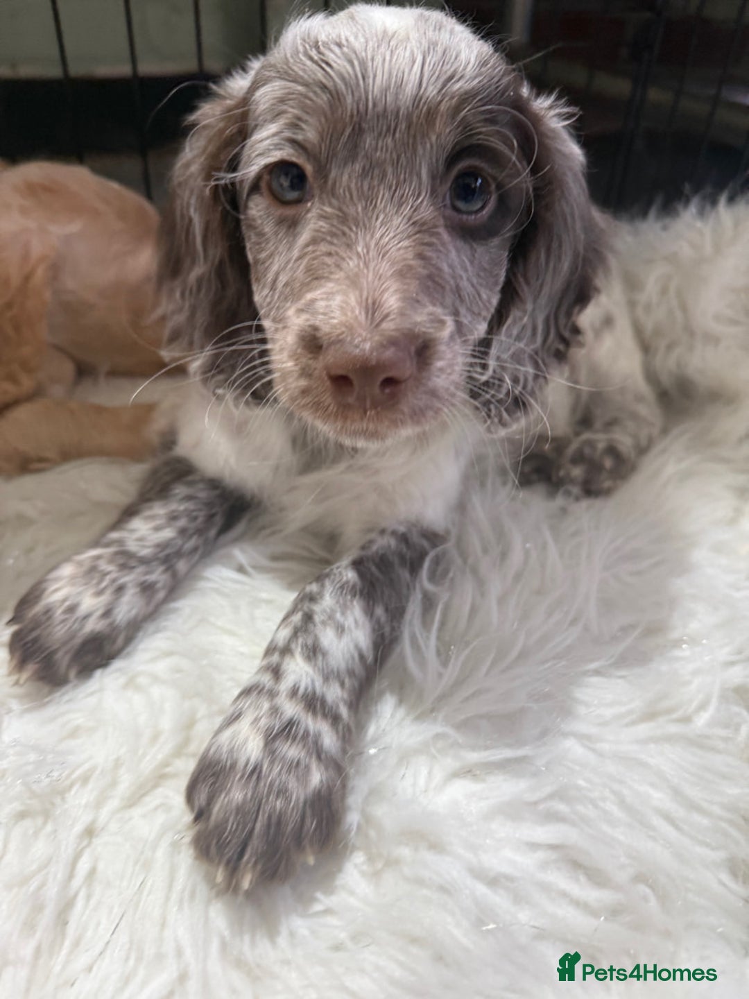 Cockapoo dogs for sale: F1b Cockapoo puppies - Advert 9