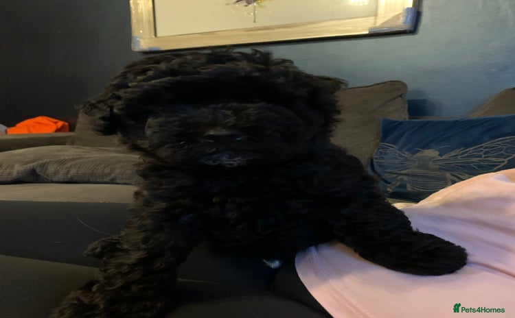 Schnoodle dogs - Advert 1