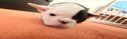 French Bulldog dogs for sale: Adorable French Bulldog puppies  - Advert 18