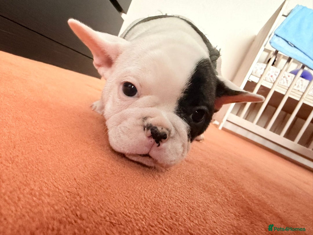 French Bulldog dogs for sale: Adorable French Bulldog puppies  - Advert 18