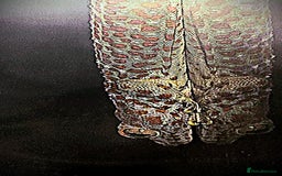 Gecko reptiles for sale: Tokay Geckos - Image 5