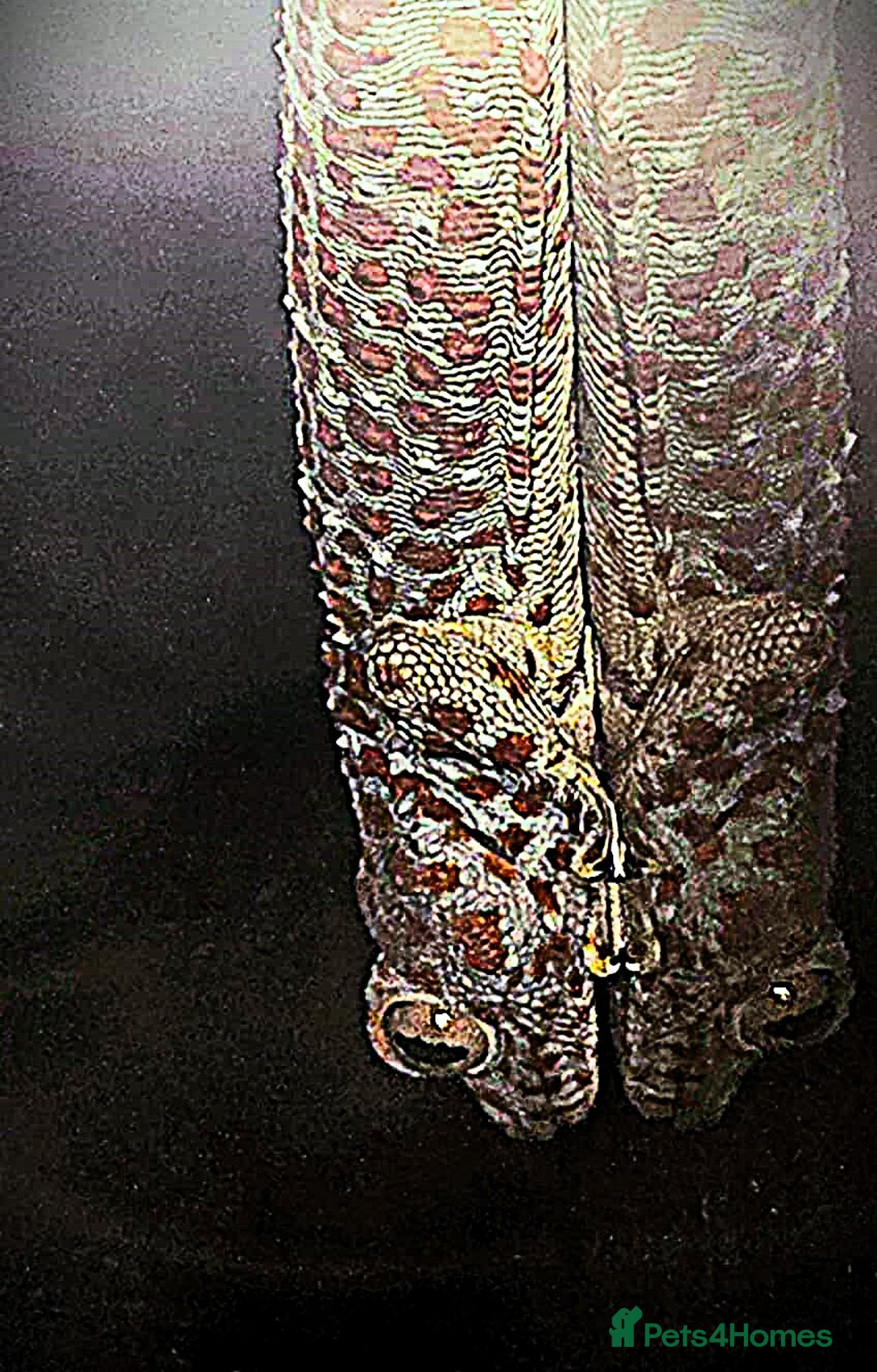 Gecko reptiles for sale: Tokay Geckos - Image 5