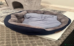 Russian Blue cats for sale: Pure Russian Blue Kitten - Advert 6