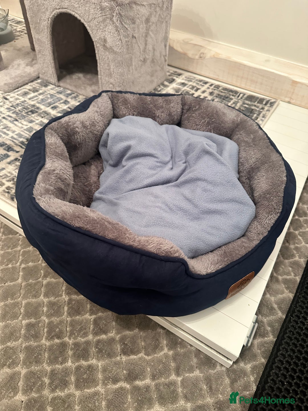 Russian Blue cats for sale: Pure Russian Blue Kitten - Advert 6