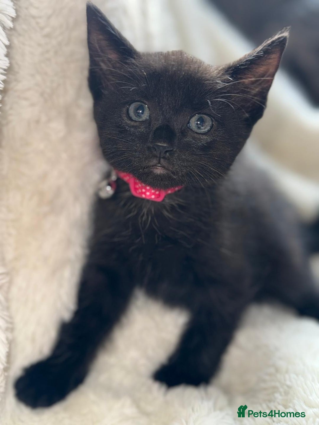 Mixed Breed cats for sale: Beautiful mix breed kittens  - Image 4