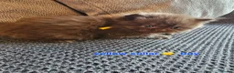 British Shorthair cats for sale: British short hairs  - Advert 8