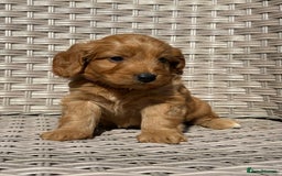 Cockapoo dogs for sale: 😍😍 F1 cockapoo puppies 😍😍 - Image 22