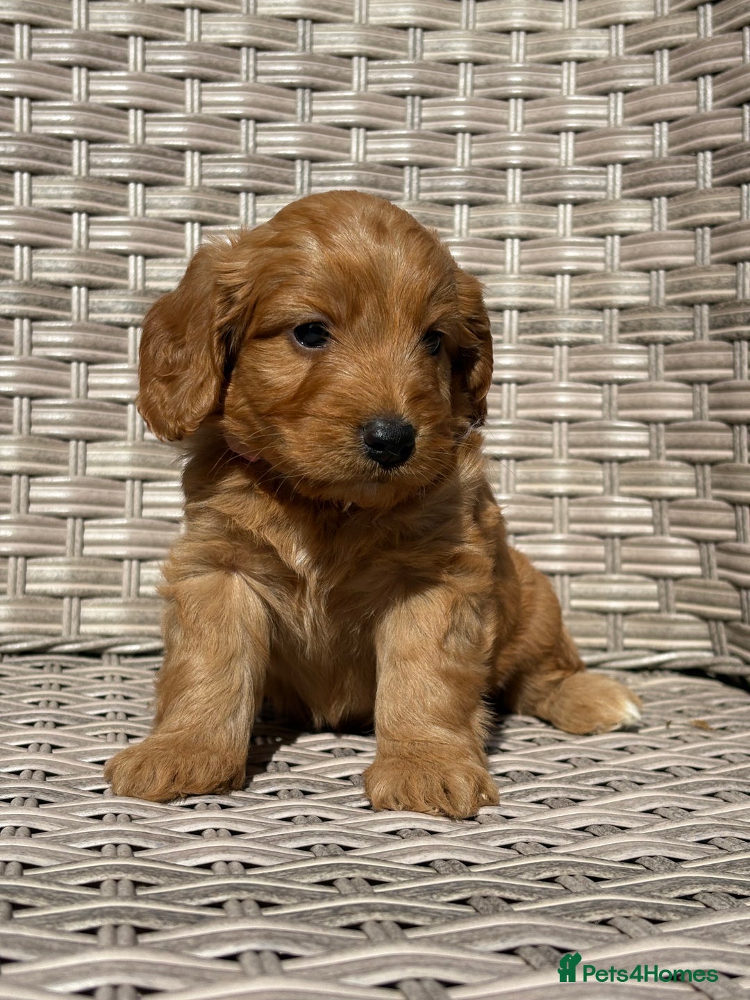 Cockapoo dogs for sale: 😍😍 F1 cockapoo puppies 😍😍 - Image 22