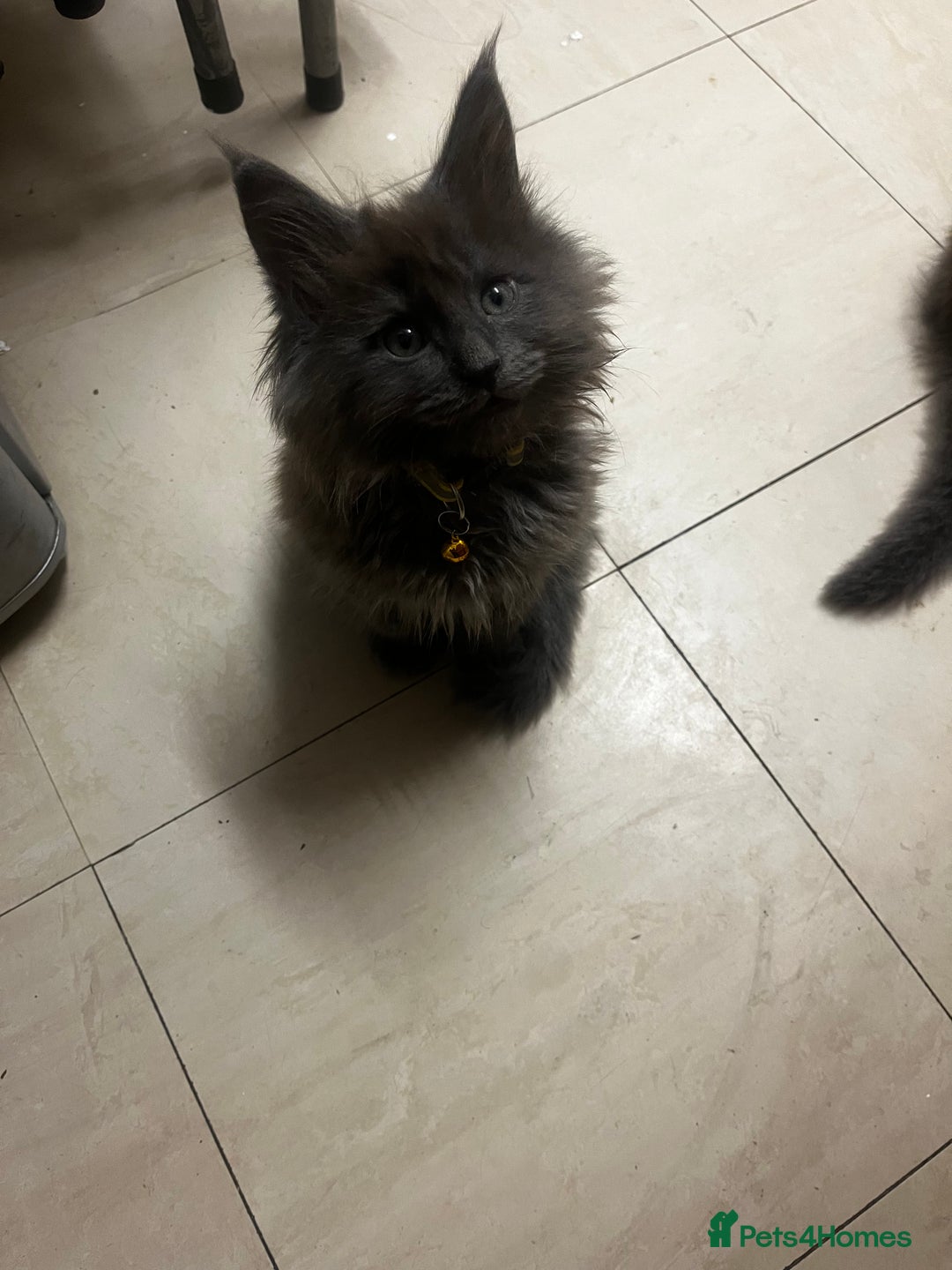 Maine Coon cats for sale: Purebred Maine Coons kittens.  - Advert 8