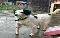 Mixed Breed dogs for adoption: Spotty - Norwich Norfolk  - Image 10
