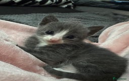 Mixed Breed cats for sale: Regular kittens - Image 5