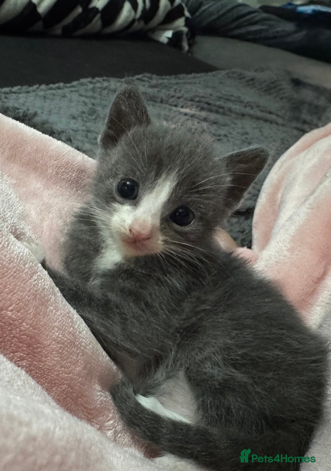 Mixed Breed cats for sale: Regular kittens - Image 5
