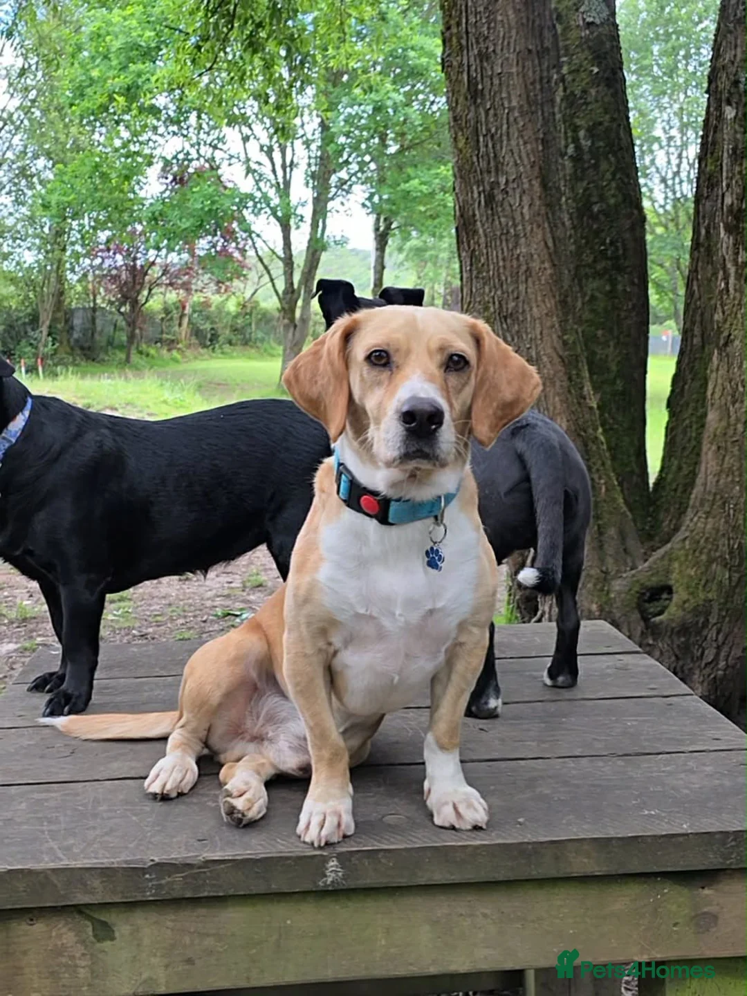 Mixed Breed dogs for adoption: Tommy deserves his forever in Havant - Advert 1