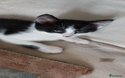 British Shorthair cats for sale: Kittens for sale.  - Image 2