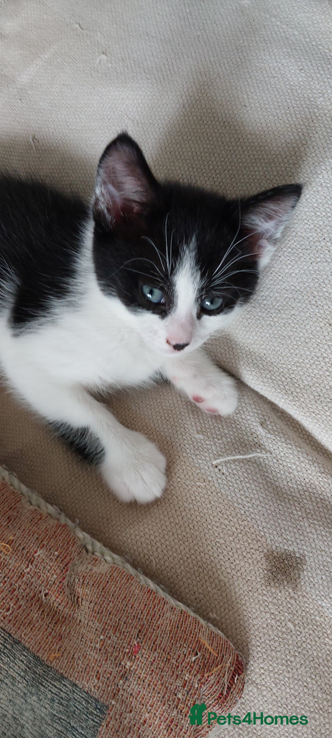British Shorthair cats for sale: Kittens for sale.  - Image 2