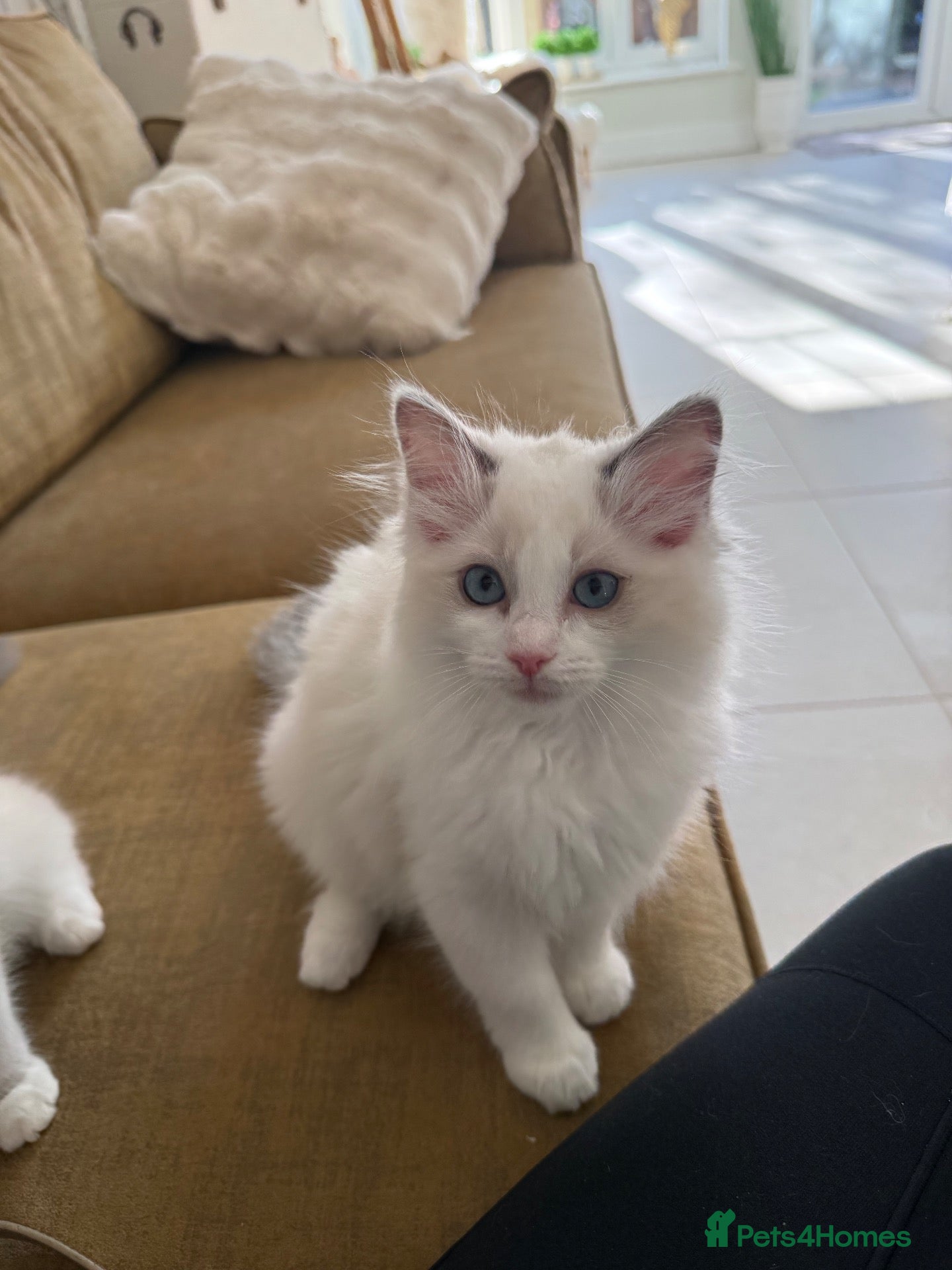 Ragdoll cats GCCF registered champion sired Ragdoll kitrens - Advert 2