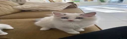 Ragdoll cats for sale: GCCF registered champion sired Ragdoll kitrens - Advert 2