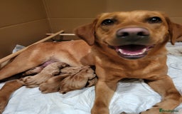 Labrador Retriever dogs for sale: Stunning fox red labrador puppies for sale - Image 1