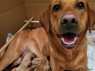 Labrador Retriever dogs - Advert 3