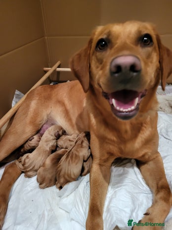 Labrador Retriever dogs - Advert 3