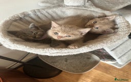 British Shorthair cats for sale: 🐾 Adorable British Shorthair Blue Kittens 🐾 - Image 11