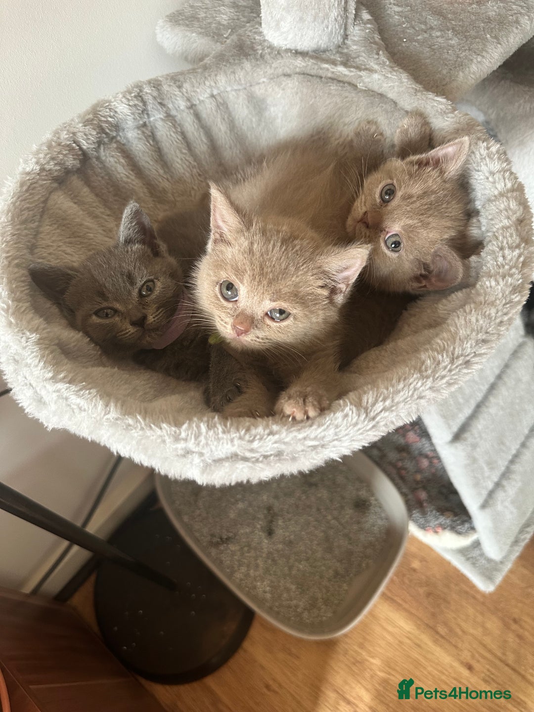 British Shorthair cats for sale: 🐾 Adorable British Shorthair Blue Kittens 🐾 - Image 11