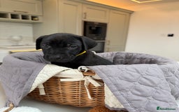 Cane Corso dogs for sale: Beautiful Cane Corso Puppies - Image 16