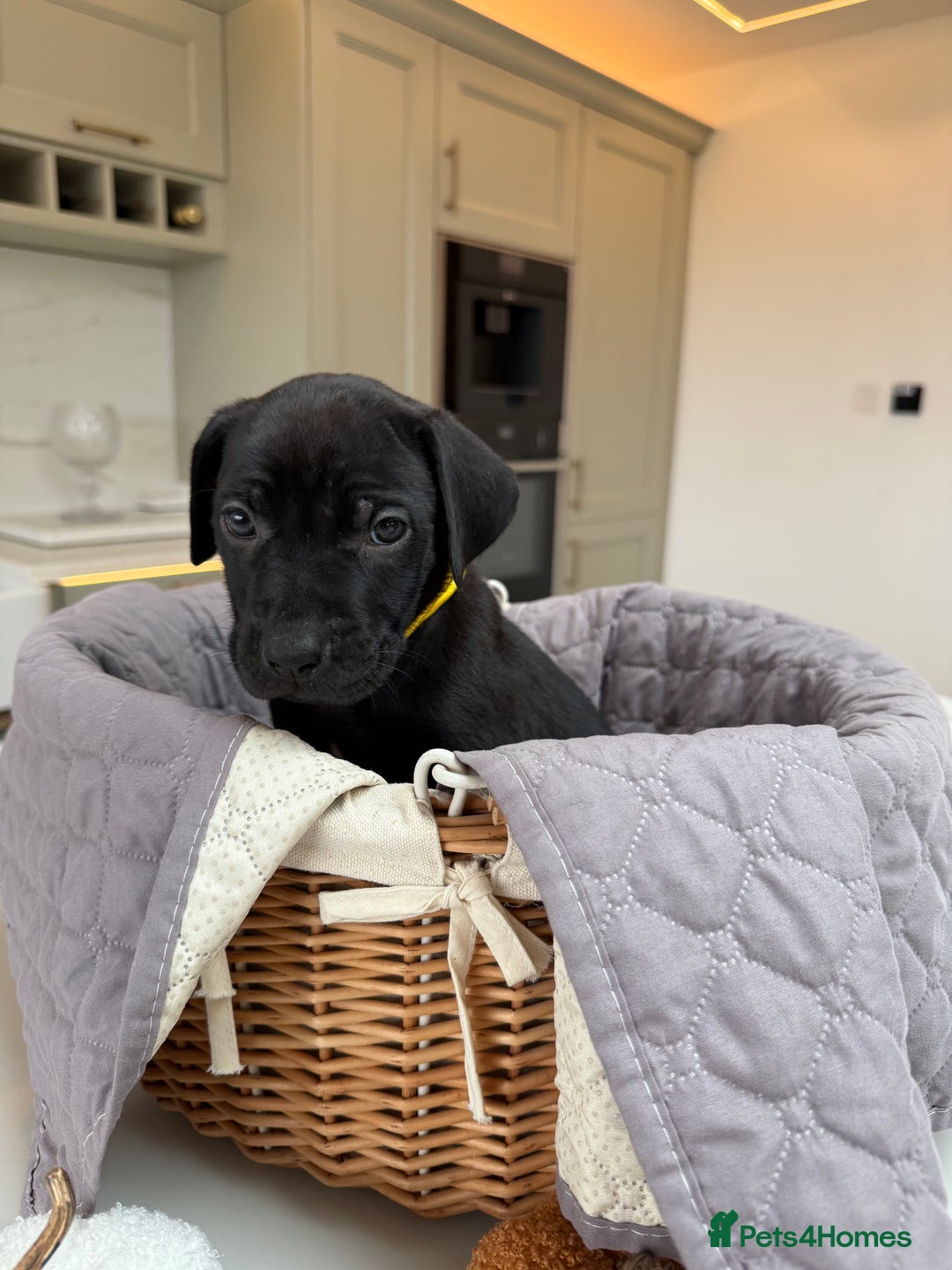 Cane Corso dogs for sale: Beautiful Cane Corso Puppies - Image 16
