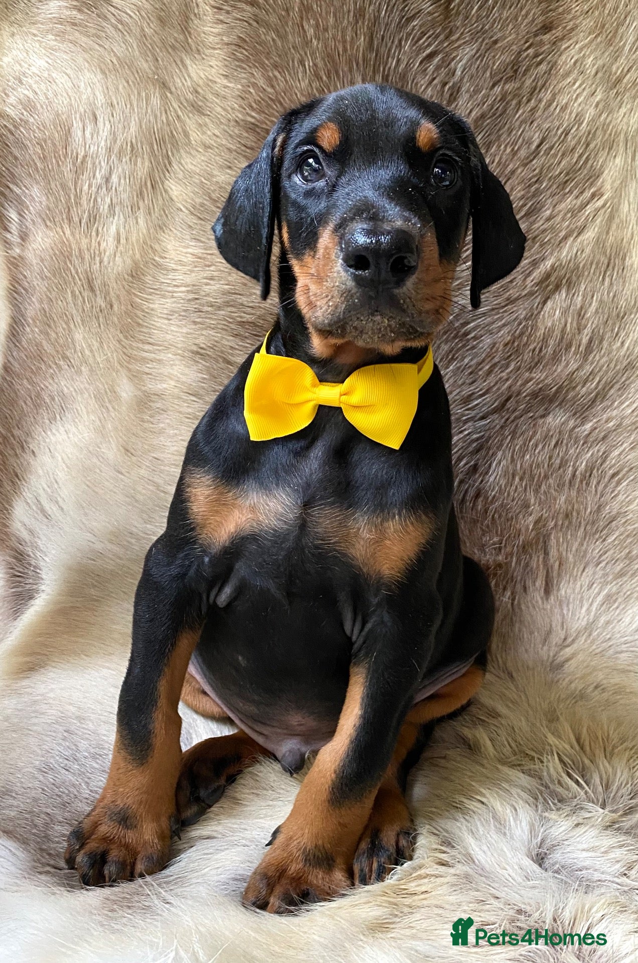 Dobermann dogs KC REGISTERED DOBERMAN PUPS - Advert 17