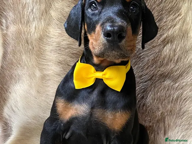 Dobermann dogs KC REGISTERED DOBERMAN PUPS - Advert 17