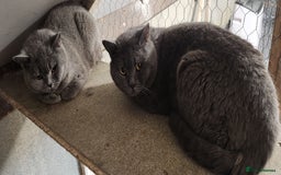 British Shorthair cats for sale: Pure British short-hair kittens  - Image 6