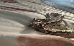 Python Snake reptiles for sale: Male royal python  - Image 2