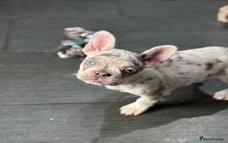 French Bulldog dogs for sale: French Bull Dog Puppies! - Image 7