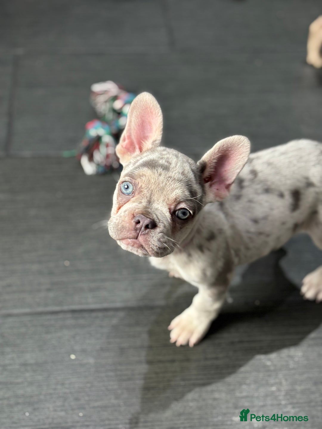 French Bulldog dogs for sale: French Bull Dog Puppies! - Image 7