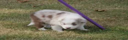 Border Collie dogs for sale: Border Collie Puppies for Sale - Advert 19