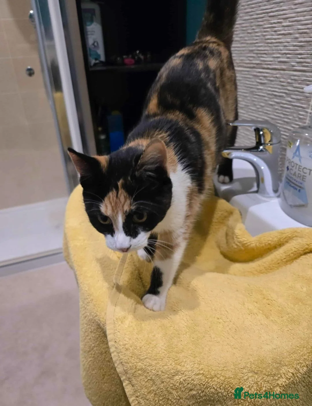 Mixed Breed cats for sale: Honey - Advert 3